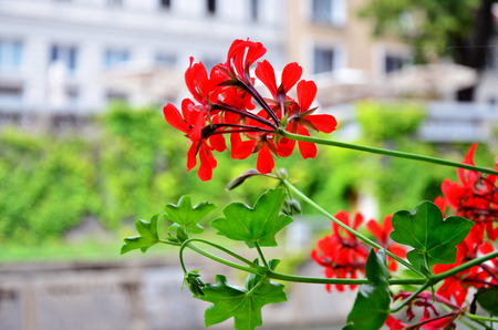 Red flowersの写真素材