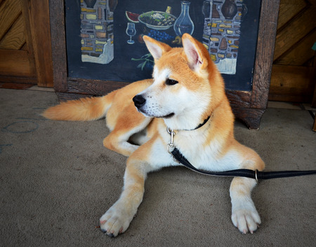beautiful shiba inu dogの写真素材