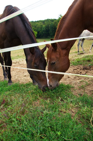 Purebred bay horse grazing in corral summertimeの写真素材