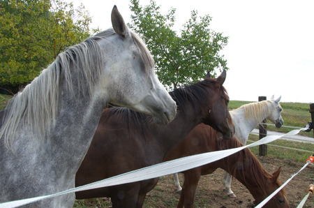 horse in the paddockの写真素材