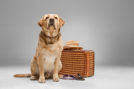 Labrador with the suitcase  isolated on a gray background.の写真素材