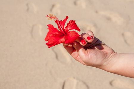 Woman hands holding red flowerの写真素材
