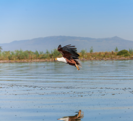 hawk flying over the water at high speedの写真素材