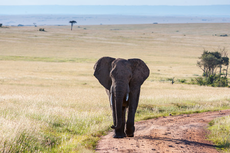 African elephant walking in the savannaの写真素材