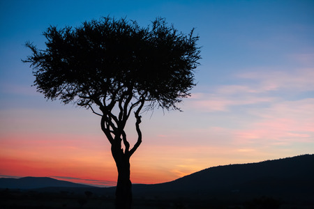 African sunset in Kenya - lonely tree on sky backgroundの写真素材