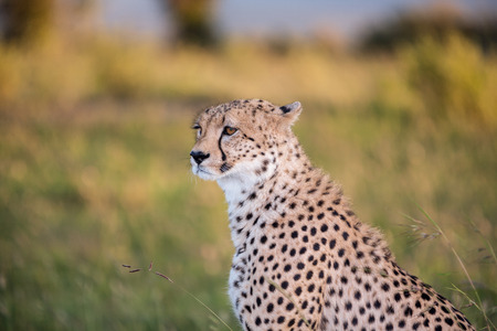 Close-up portrait of a cheetah on a background of savannaの写真素材