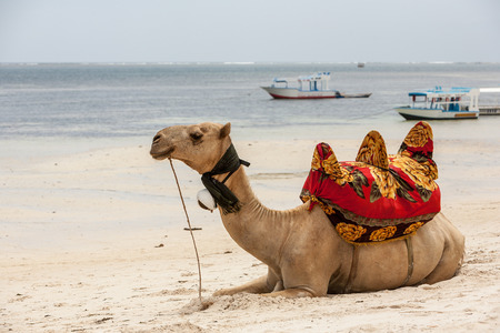 Camel lying on the sand against the backdrop of the ocean and boatsの写真素材