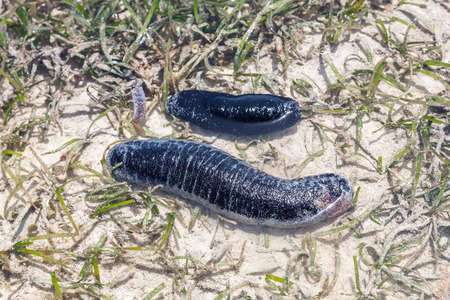 The two Sea Cucumbers on the sand, Kenya, Africaの写真素材