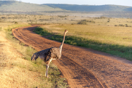 Ostrich  walking on savanna in Africa. Safari in Amboseli, Kenyaの写真素材