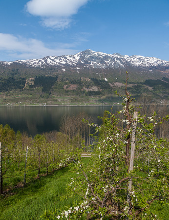 Landscape with mountains in Norwegian fjords in spring. view through the blooming cherry branchの写真素材