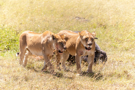 Lions Feeding - lions eats the prey against the backdrop of the savannah, Kenya, Africaの写真素材