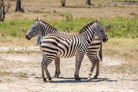 two zebras in the grasslands, Africa. Kenyaの写真素材