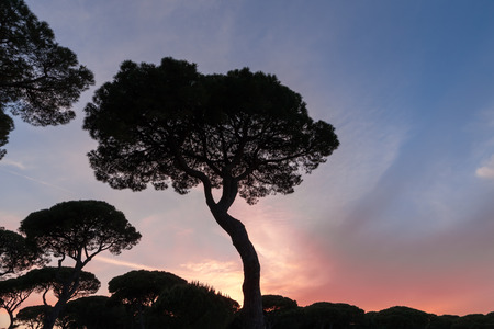 Beautiful sunset on the background of Italian pinesの写真素材