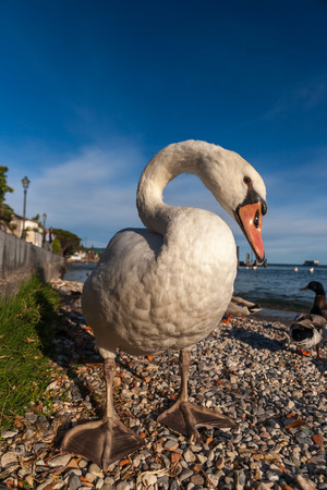 white duck on blue sky as background. Lake Garda, Italyの写真素材