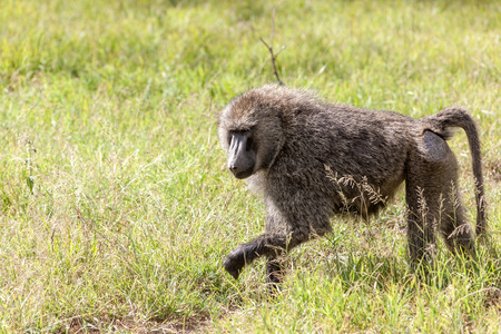 baboon on a background green grass, Kenya, Africaの写真素材