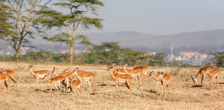 antelope on a background of green grassの写真素材