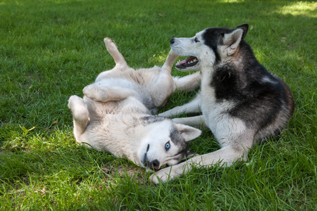 Portrait of two dogs - Siberian Husky on the background of green grassの写真素材