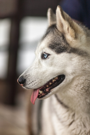 Portrait of Siberian Husky on the  gray backgroundの写真素材