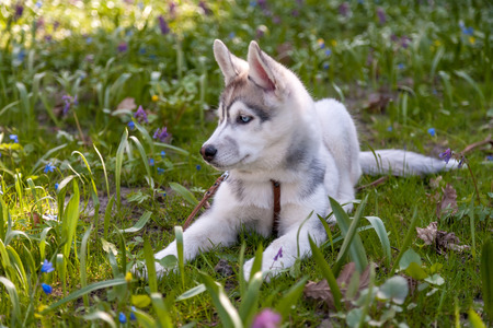 Portrait of puppy of the Siberian Husky on the background of green grassの写真素材