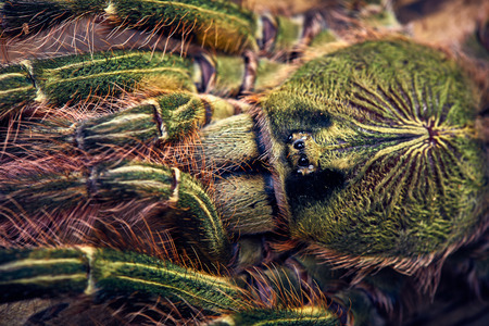 Tarantula Poecilotheria rufilata close-up on a background of brown treeの写真素材