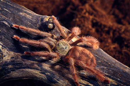 Tarantula Tapinauchenius gigas close-up on a background of brown soilの写真素材