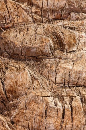 Palm tree background texture pattern upper trunk detail photo.の写真素材