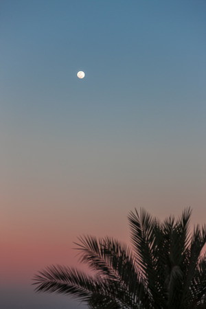 The Full Moon in daylight blue sky and palm. Egyptの写真素材