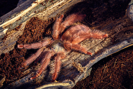Tarantula Tapinauchenius gigas close-up on a background of brown soilの写真素材