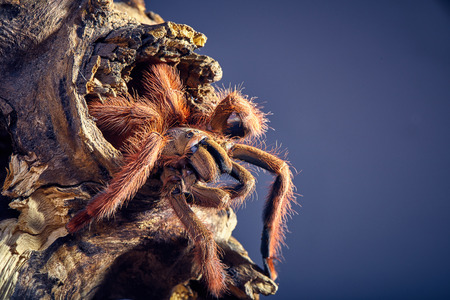 Tarantula Tapinauchenius gigas close-up on a background of brown soilの写真素材