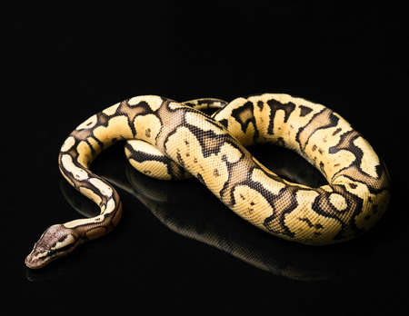 Female Ball Python - Python regius, age 1 year, isolated on a black background. Firefly Morph or...