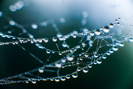 The web with water drops on blue backgroundの写真素材
