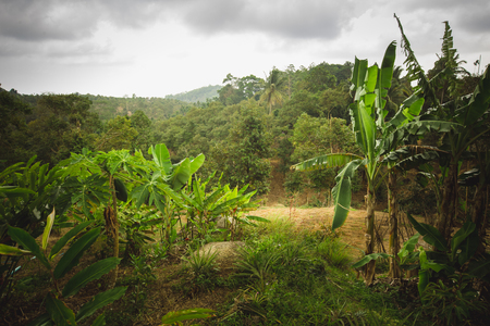 The green jungle of Thailand - hillsides and palm treesの写真素材