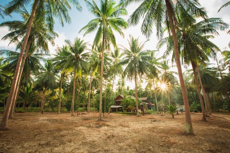 The green jungle of Thailand - palm trees against blue skyの写真素材