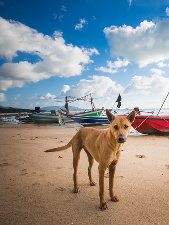 A beautiful dog on the beach with fish boats in the background.の写真素材