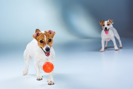 The two Jack Russell Terrier tanding on gray background