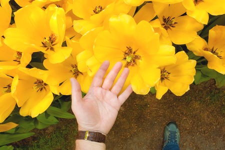 The tulip field in Keukenhof flower garden, Lisse, Netherlands, Hollandの写真素材