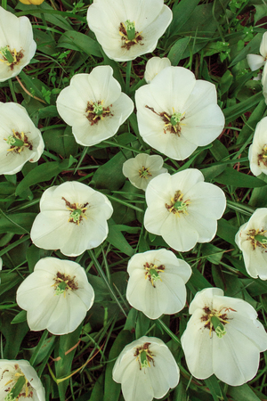 The tulip field in Netherlands or Hollandの写真素材