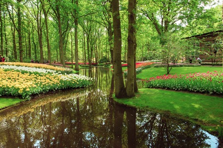 The tulip field in Netherlands or Hollandの写真素材