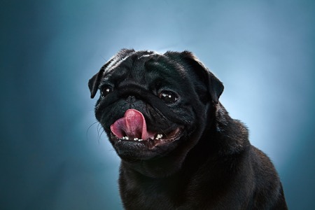 Close-up of a Pug puppy in front of a blue backgroundの写真素材