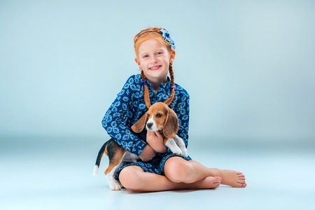 The happy girl and beagle puppie on gray backgroundの写真素材