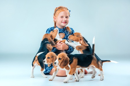 The happy girl and many beagle puppies on gray backgroundの写真素材