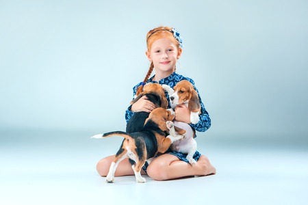 The happy girl and the two beagle puppie on gray backgroundの写真素材