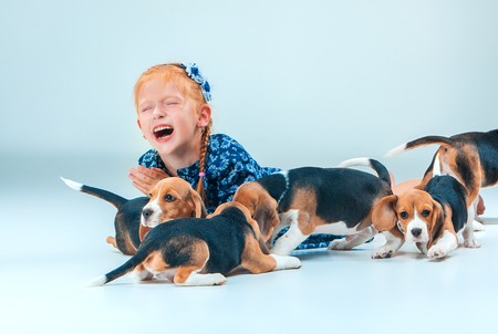 The happy girl and many beagle puppies on gray backgroundの写真素材