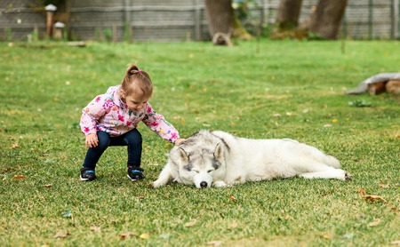 The little baby girl playing with dog against green grass in parkの写真素材