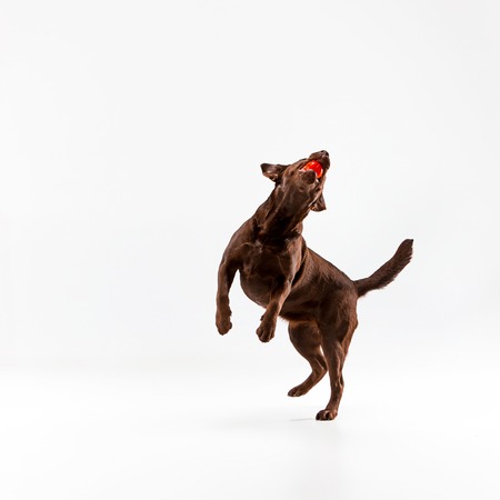 The brown labrador retriever playing on white studio backgroundの写真素材