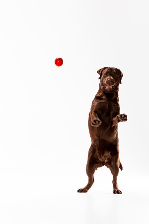 The brown labrador retriever playing on white studio backgroundの写真素材