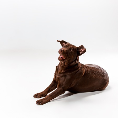 The brown labrador retriever sitting on white studio background