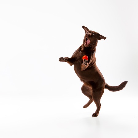 The brown labrador retriever playing on white studio backgroundの写真素材