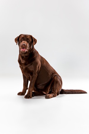 The brown labrador retriever sitting on white studio backgroundの写真素材