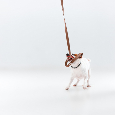 Small Jack Russell Terrier playing on white backgroundの写真素材